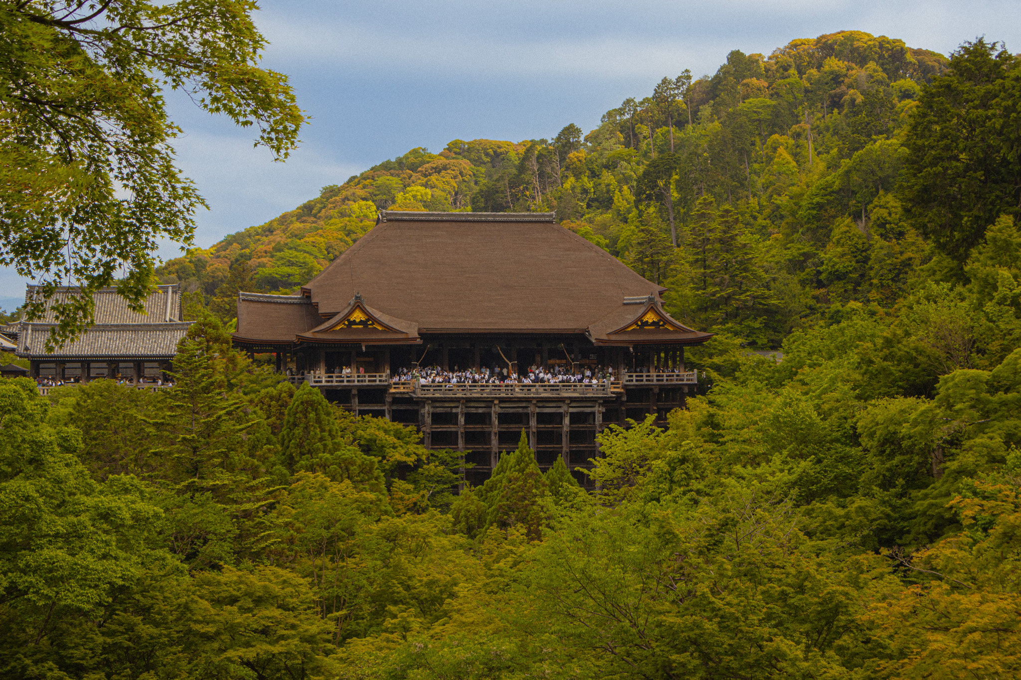 Kiyomizu-dera's wooden stage seen from the hillside, surrounded by fresh spring green foliage