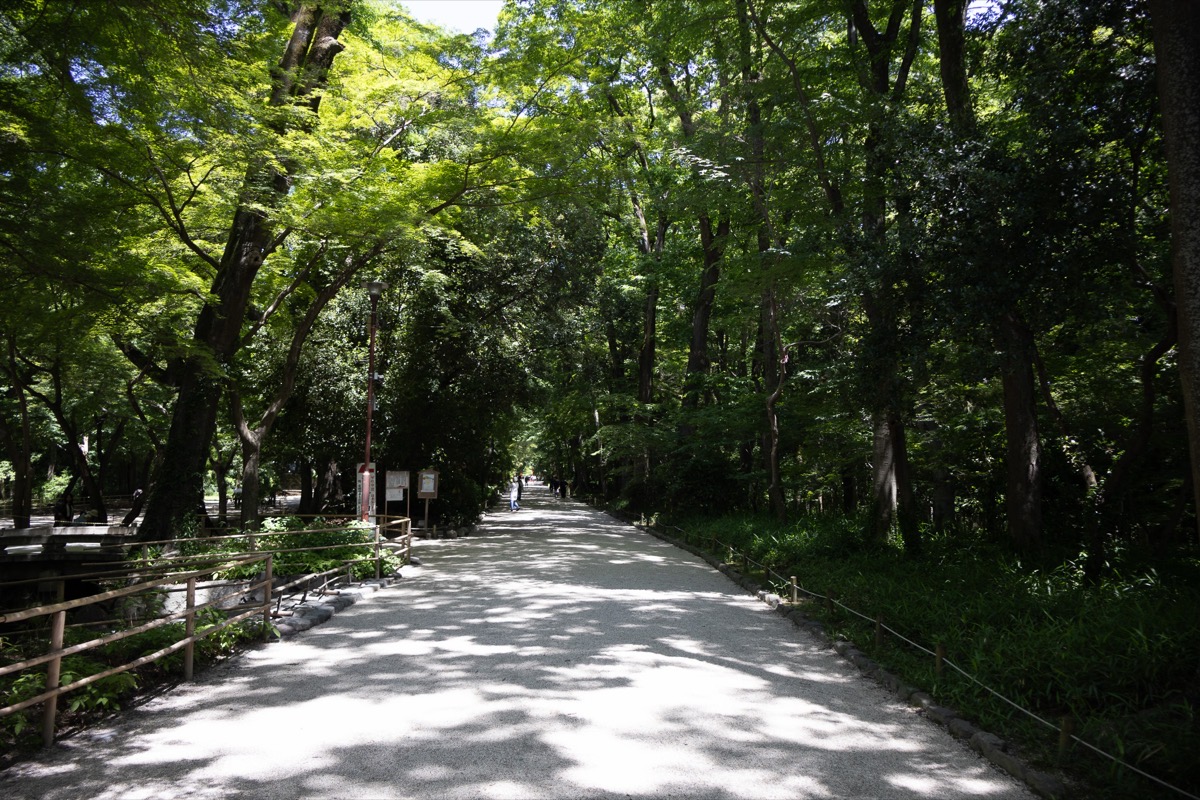 Quiet forest path at Shimogamo Shrine in Kyoto with green canopy and dappled sunlight